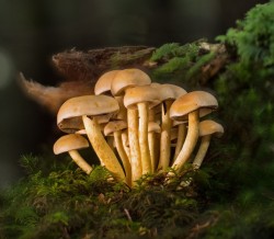 Lipoclare, imaginea 1